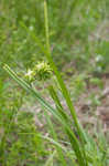 Gray's sedge